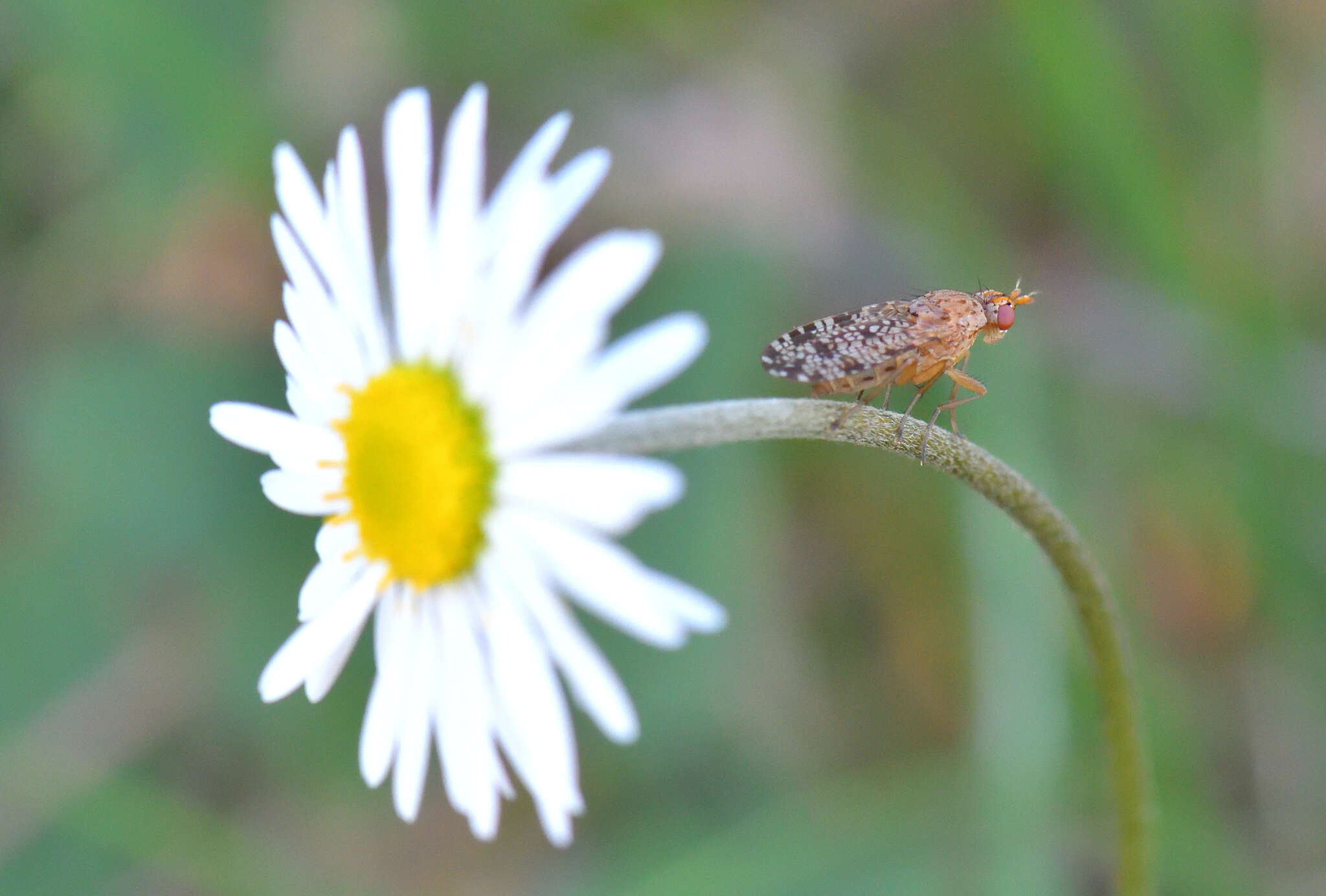 Image of Euthycera chaerophylli (Fabricius 1798)