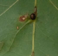 Image of Nanokermes folium Bullington & Kosztarab 1985