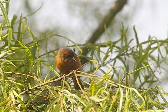 Image of Rufous-browed Conebill