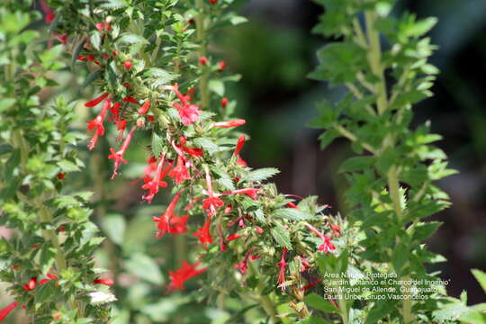 Image of Loeselia mexicana (Lam.) Brand