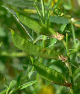 Слика од Lathyrus pratensis L.