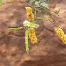 Image of Brandberg Acacia