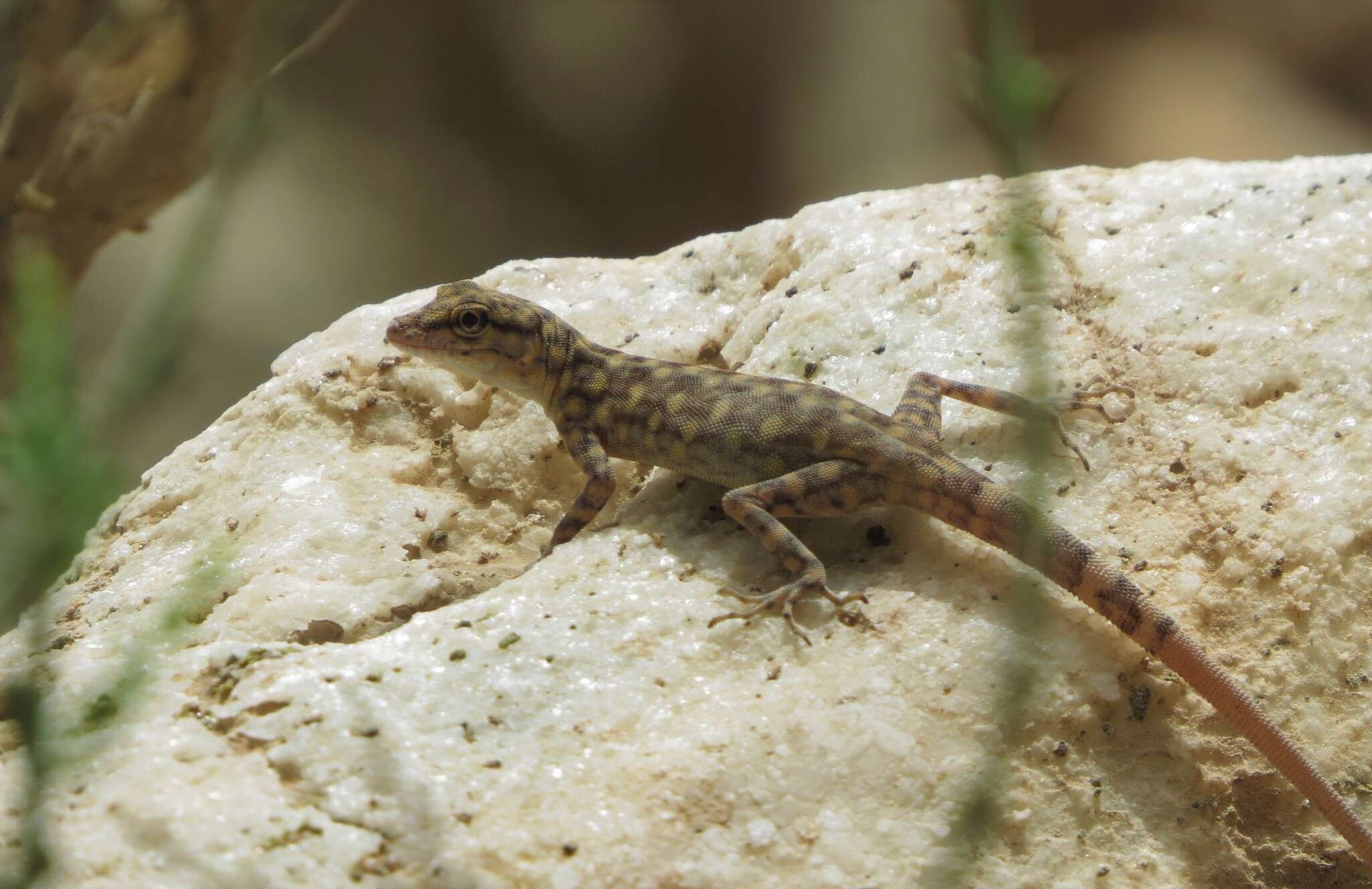 Image of Oman Rock Gecko