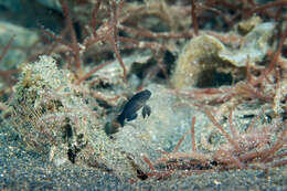 Image of Blue-speckled rubble goby