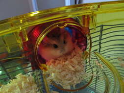 Image of Desert Hamster