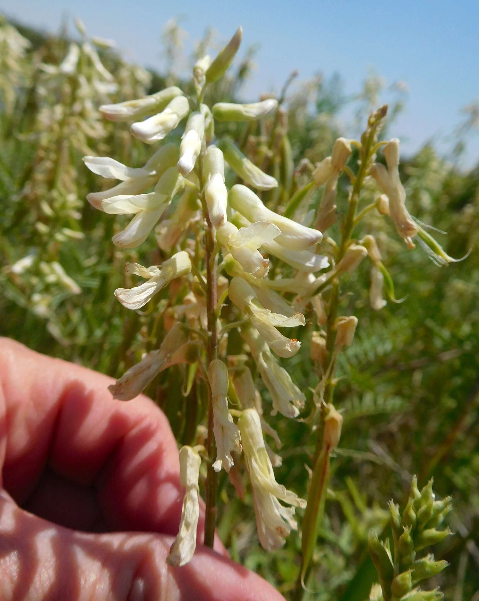 Imagem de Astragalus racemosus Pursh