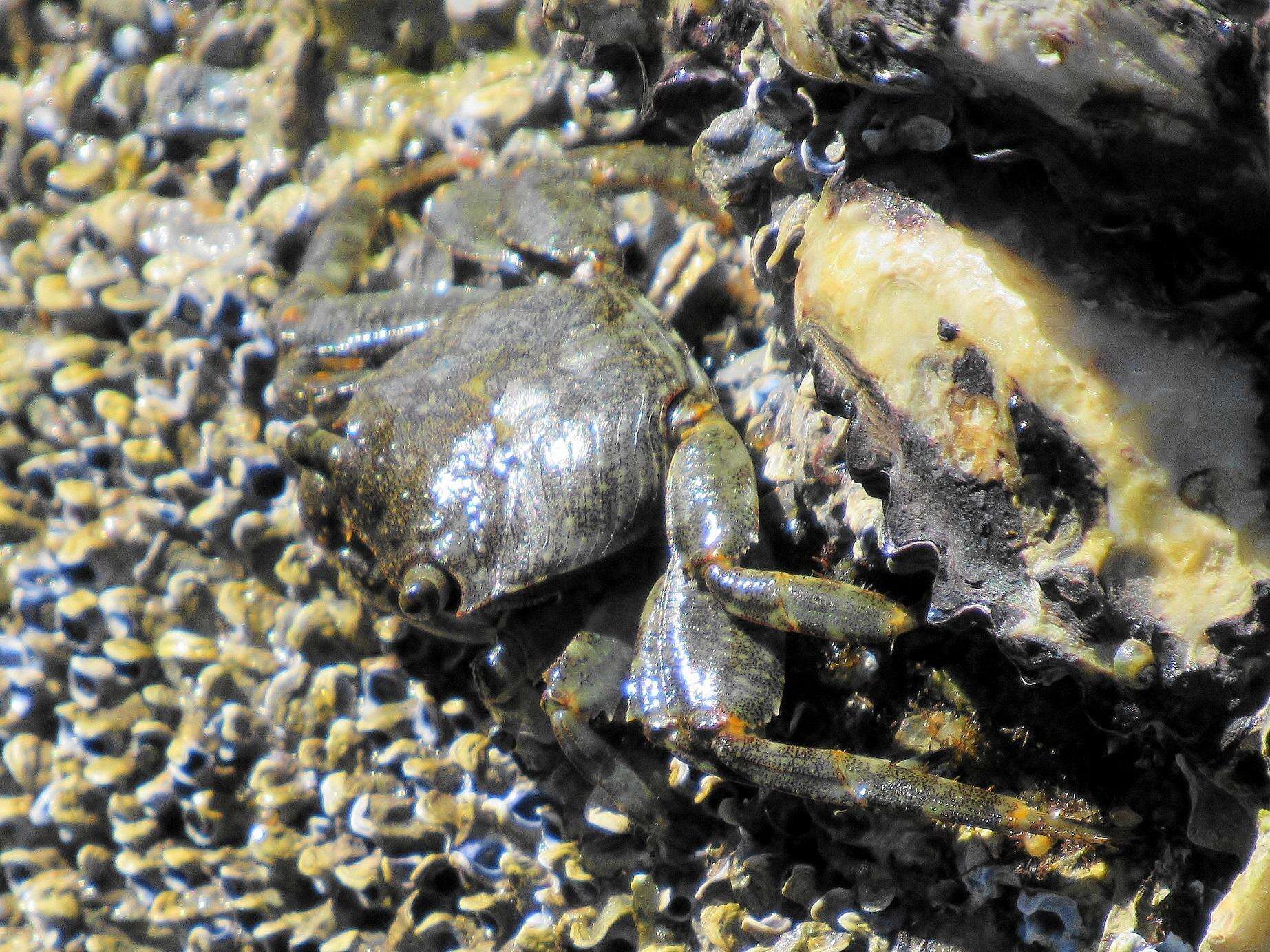 Image of Grapsus fourmanoiri Crosnier 1965