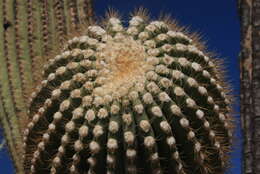 Image of saguaro