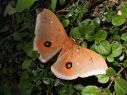 Plancia ëd Pseudobunaea natalensis (Aurivillius 1893)