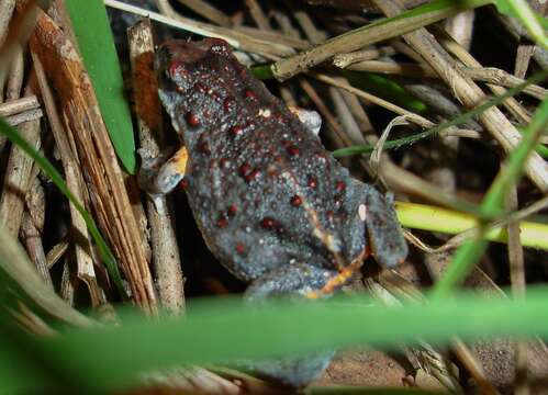 Image of Bibron’s Toadlet