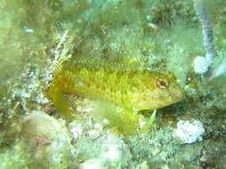 Image of Ringneck Blenny