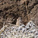 Image de Rat à poche mexicain