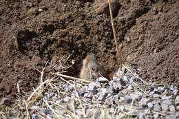 Image of Yellow-faced Pocket Gopher