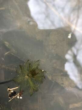 Image of Eurasian Water-Milfoil