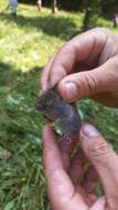 Image of Common Pine Vole