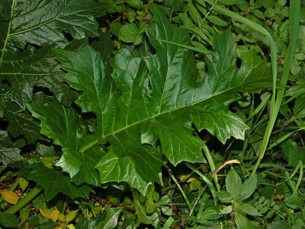 Imagem de Acanthus mollis L.