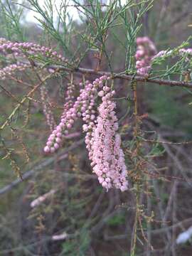 Image de Tamarix chinensis Lour.