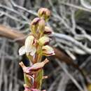 Image of Disa ocellata Bolus