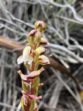 Image of Disa ocellata Bolus