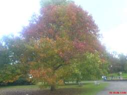 Image of European horse chestnut