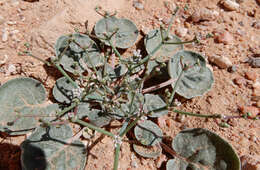 Imagem de Eriogonum rotundifolium Benth.