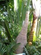 Image of Bottle Palm