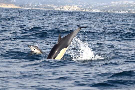 Image de Delphinus delphis bairdii Dall 1873