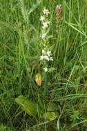 Image of Platanthera hybrida Brügger