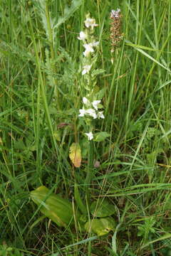 Imagem de Platanthera hybrida Brügger