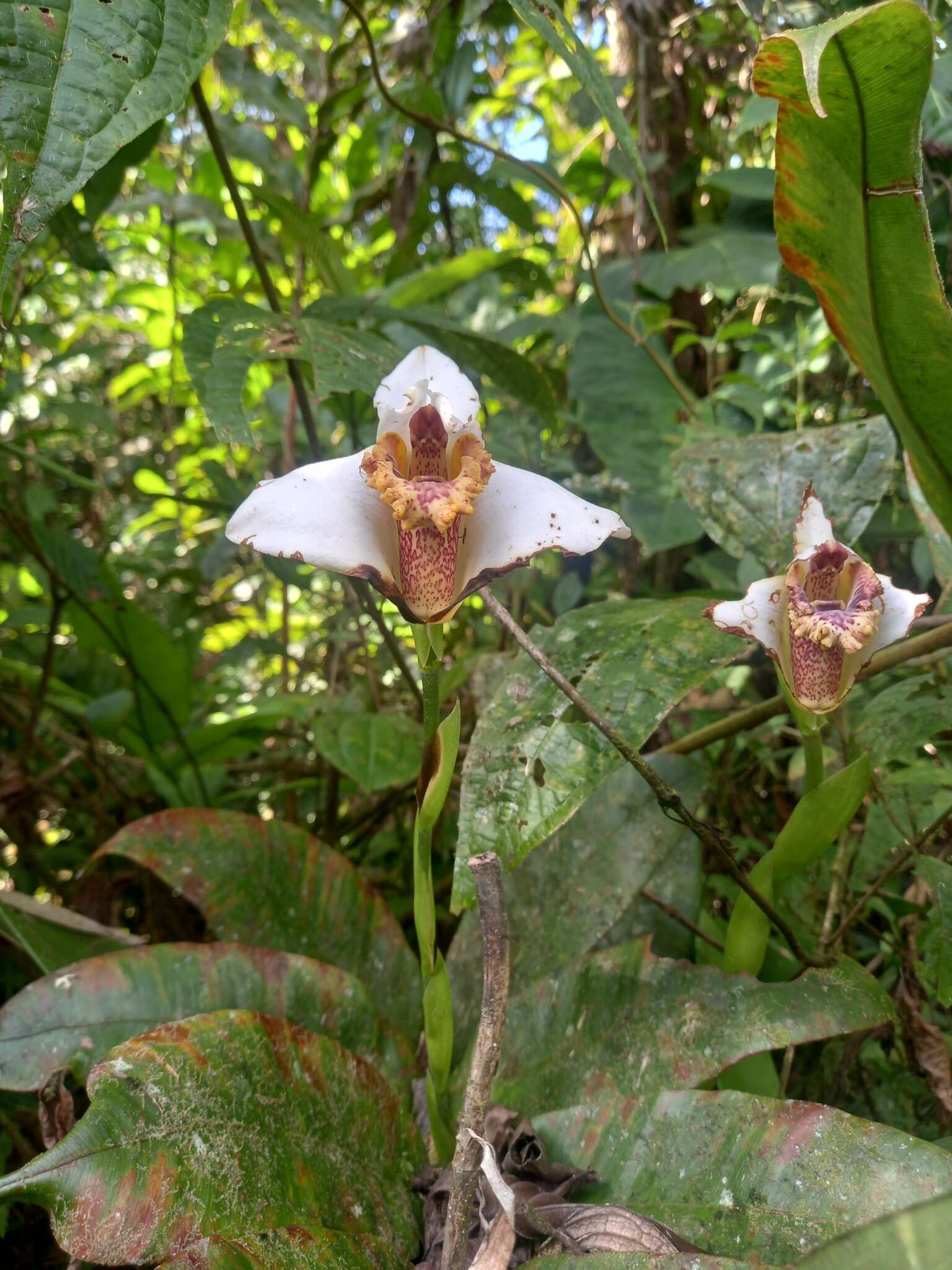 Imagem de Maxillaria fletcheriana Rolfe