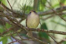 Image of Yellow-bellied Bush Warbler