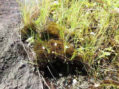 Image of Utricularia arenaria A. DC.