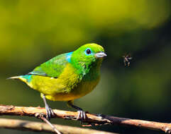 Image of Blue-naped Chlorophonia