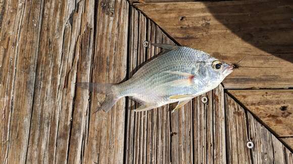 Image of Broad shad