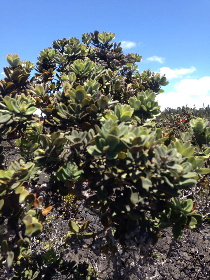 Image of 'ohi'a lehua