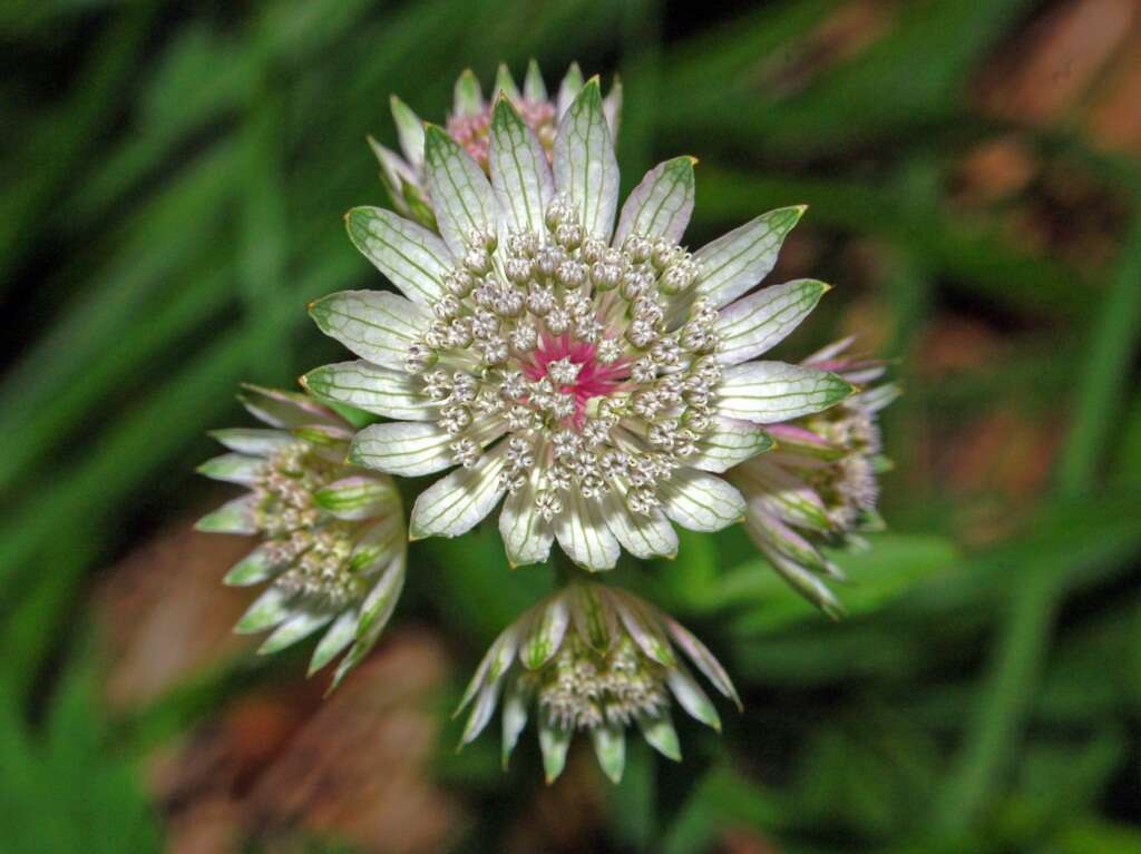 Imagem de Astrantia major L.