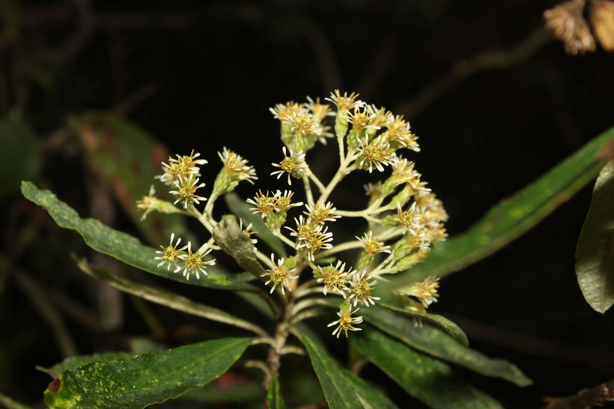 Image of Linochilus tenuifolius (Cuatrec.) Saldivia & O. M. Vargas