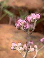 Image of Helichrysum calocephalum Klatt