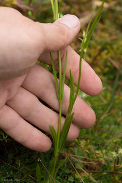 Image of Halenia major Wedd.