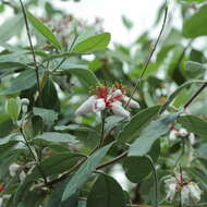 Image of Acca