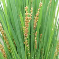 Image of rice