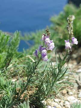 Image of Linaria capraria Moris & De Not.