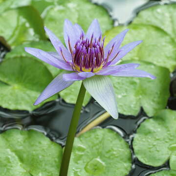 Image of Nymphaea nouchali var. zanzibariensis (Casp.) B. Verdcourt