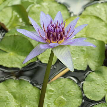 Image of Nymphaea nouchali var. zanzibariensis (Casp.) B. Verdcourt