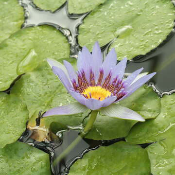 Image of Nymphaea nouchali var. zanzibariensis (Casp.) B. Verdcourt