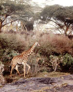 Image of Giraffa camelopardalis tippelskirchi Matschie 1898