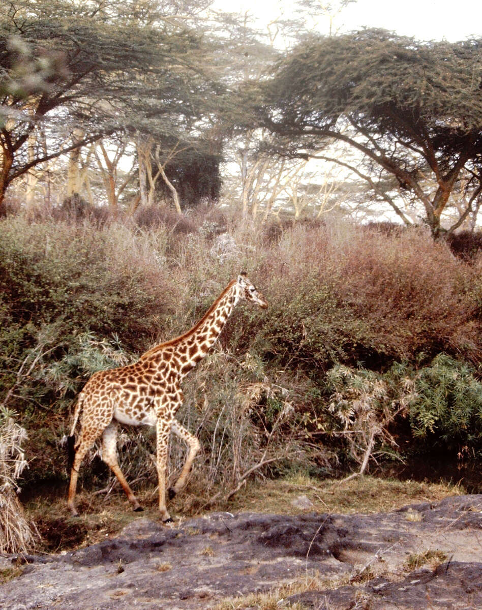 Image of Giraffa camelopardalis tippelskirchi Matschie 1898