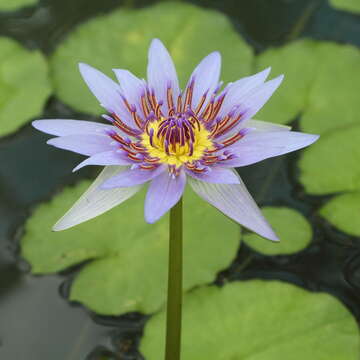 Image of Nymphaea nouchali var. zanzibariensis (Casp.) B. Verdcourt