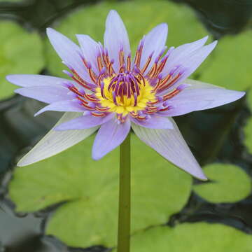 Image of Nymphaea nouchali var. zanzibariensis (Casp.) B. Verdcourt