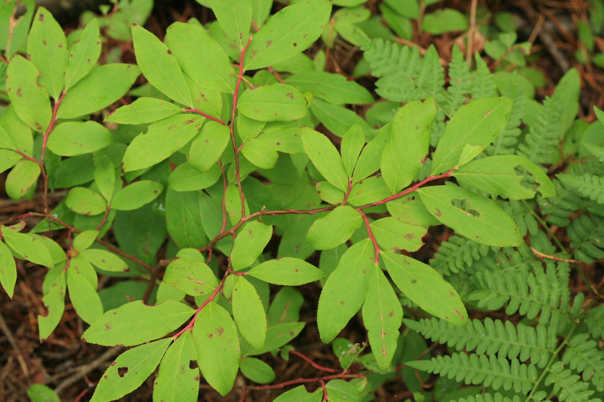 Image of Vaccinium smallii A. Gray